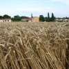 Champ de blé - JPEG - 306.3 ko